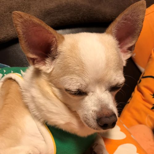 f:id:g-ninetyone:20190601232145j:plain