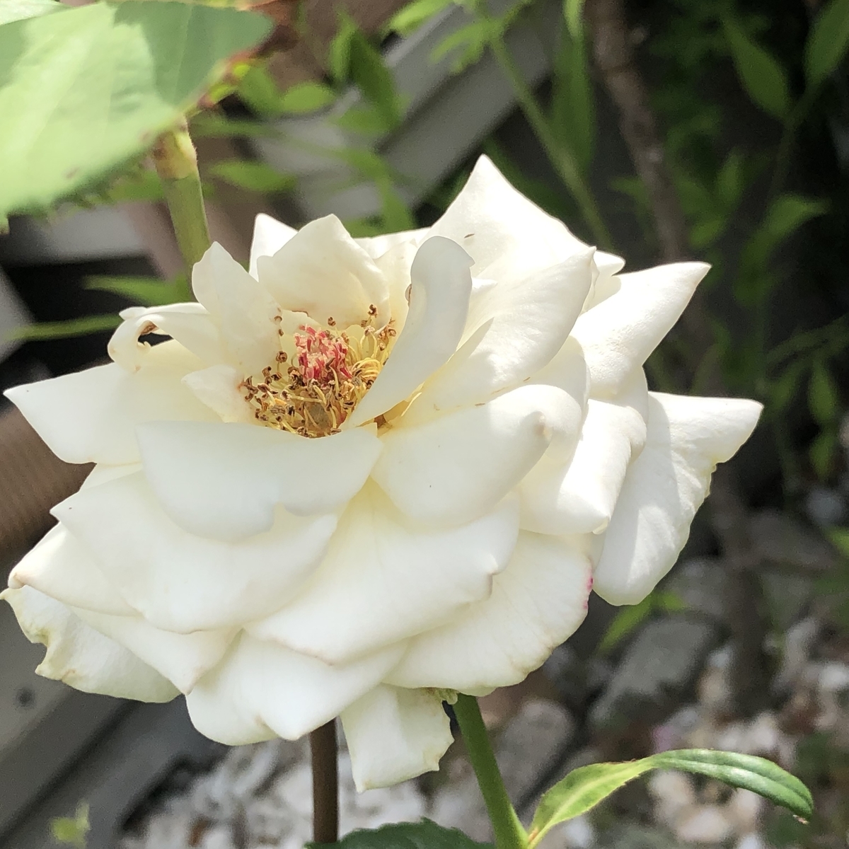 f:id:g-ninetyone:20190604220910j:plain