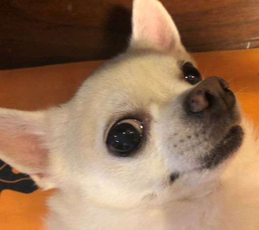 f:id:g-ninetyone:20190611204141j:plain