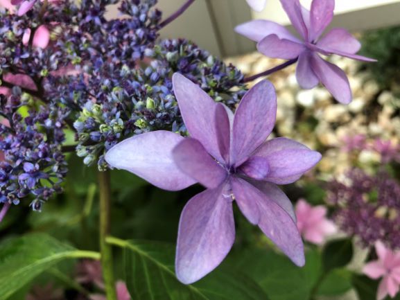 f:id:g-ninetyone:20190623235627j:plain
