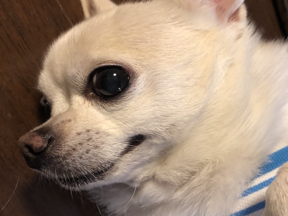 f:id:g-ninetyone:20190701204139j:plain f:id:g-ninetyone:20190701204139j:plain