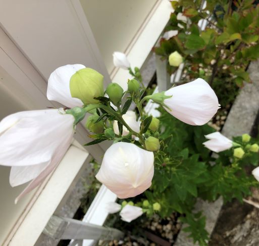 f:id:g-ninetyone:20190715233514j:plain