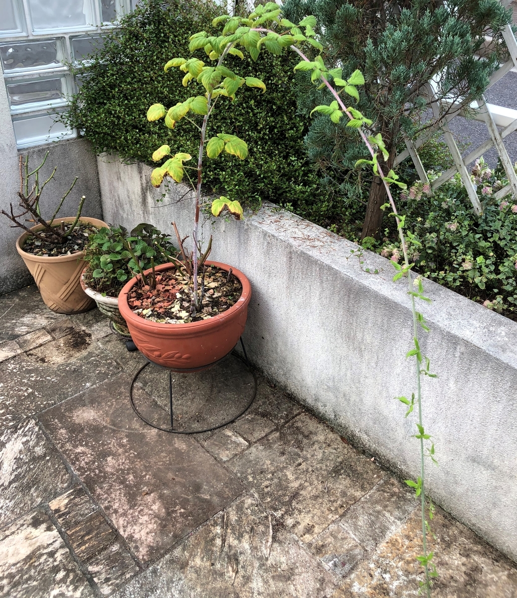 f:id:g-ninetyone:20190725205533j:plain