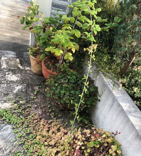 f:id:g-ninetyone:20190725210002j:plain