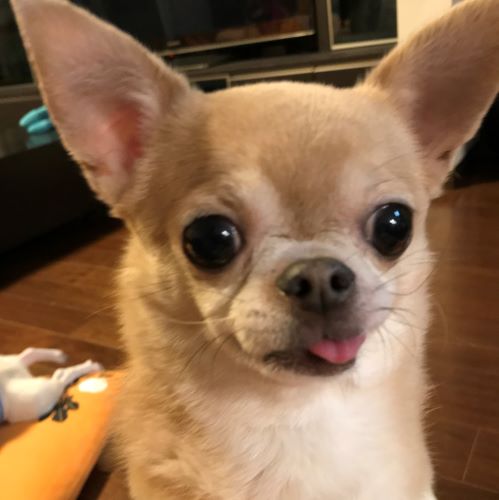 f:id:g-ninetyone:20190725213213j:plain