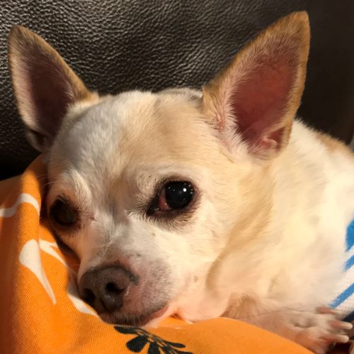 f:id:g-ninetyone:20191003214131j:plain