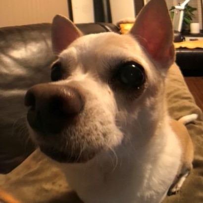 f:id:g-ninetyone:20191021215517j:plain