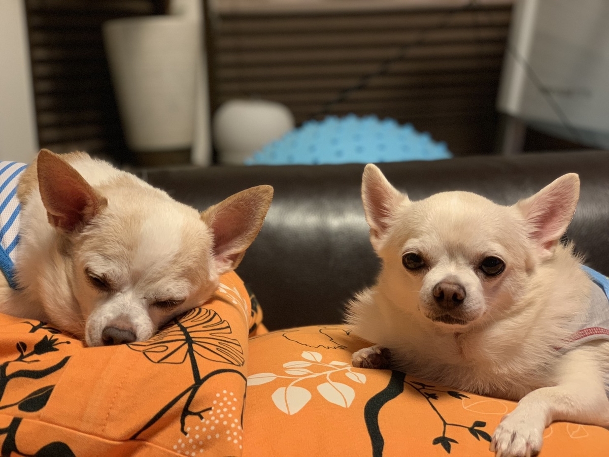 f:id:g-ninetyone:20191123214044j:plain