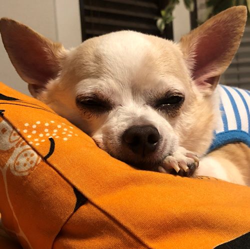 f:id:g-ninetyone:20191209232320j:plain