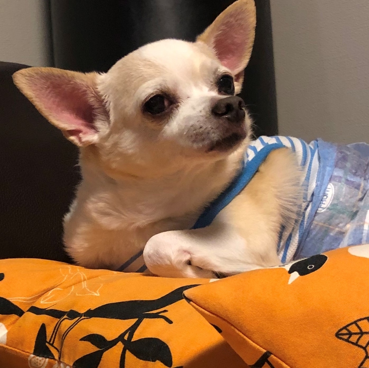f:id:g-ninetyone:20191223212224j:plain