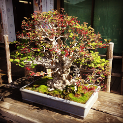 f:id:g16:20151122225143p:image