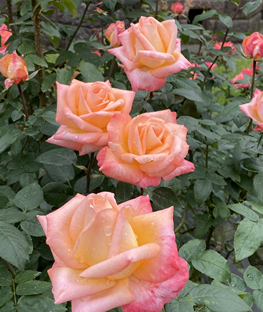 f:id:g16:20201104144931p:plain