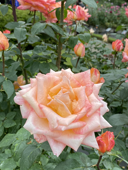 f:id:g16:20201104144959p:plain
