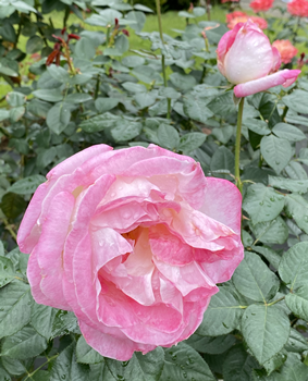 f:id:g16:20201104145014p:plain