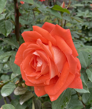 f:id:g16:20201104145036p:plain