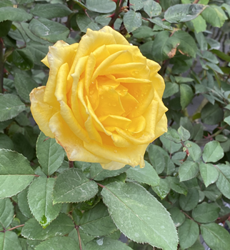f:id:g16:20201104145125p:plain