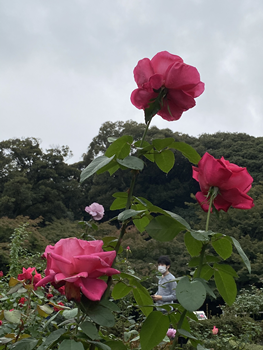 f:id:g16:20201104145359p:plain