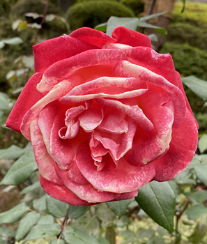 f:id:g16:20201104145426p:plain