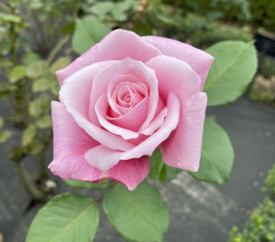 f:id:g16:20201104145454p:plain