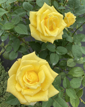 f:id:g16:20201104145514p:plain