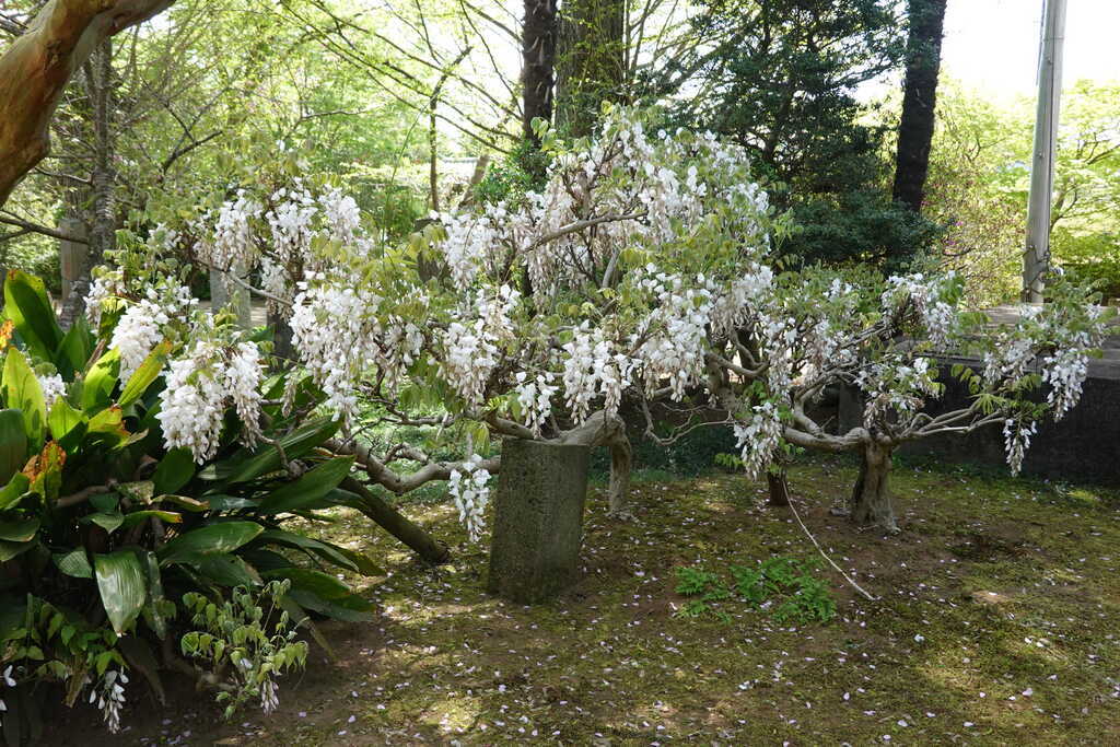 小倉・和泉泉倉寺の白藤