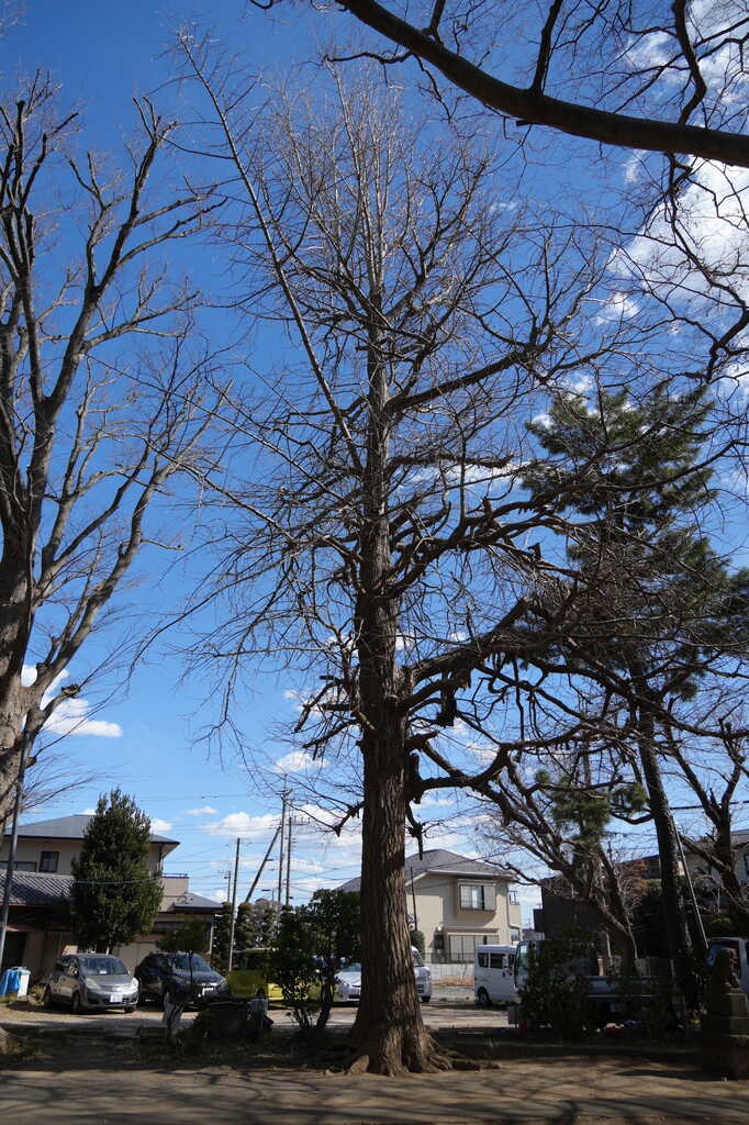 若宮八幡神社イチョウ