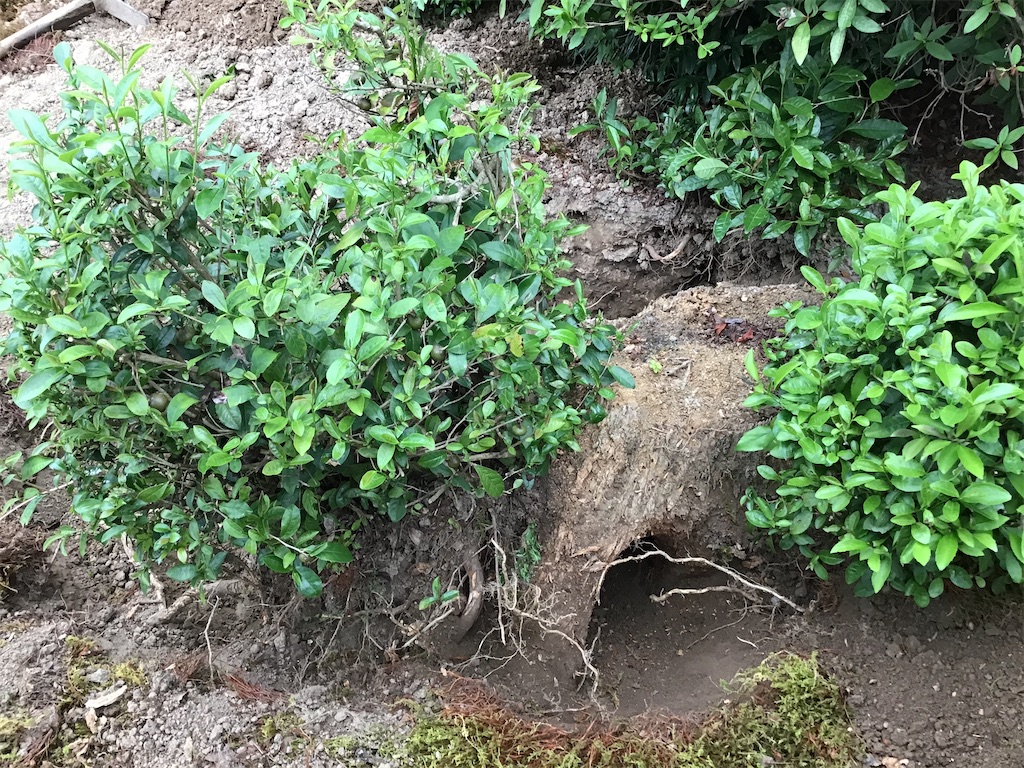 f:id:g3org3:20200901180907j:image f:id:g3org3:20200901180907j:image