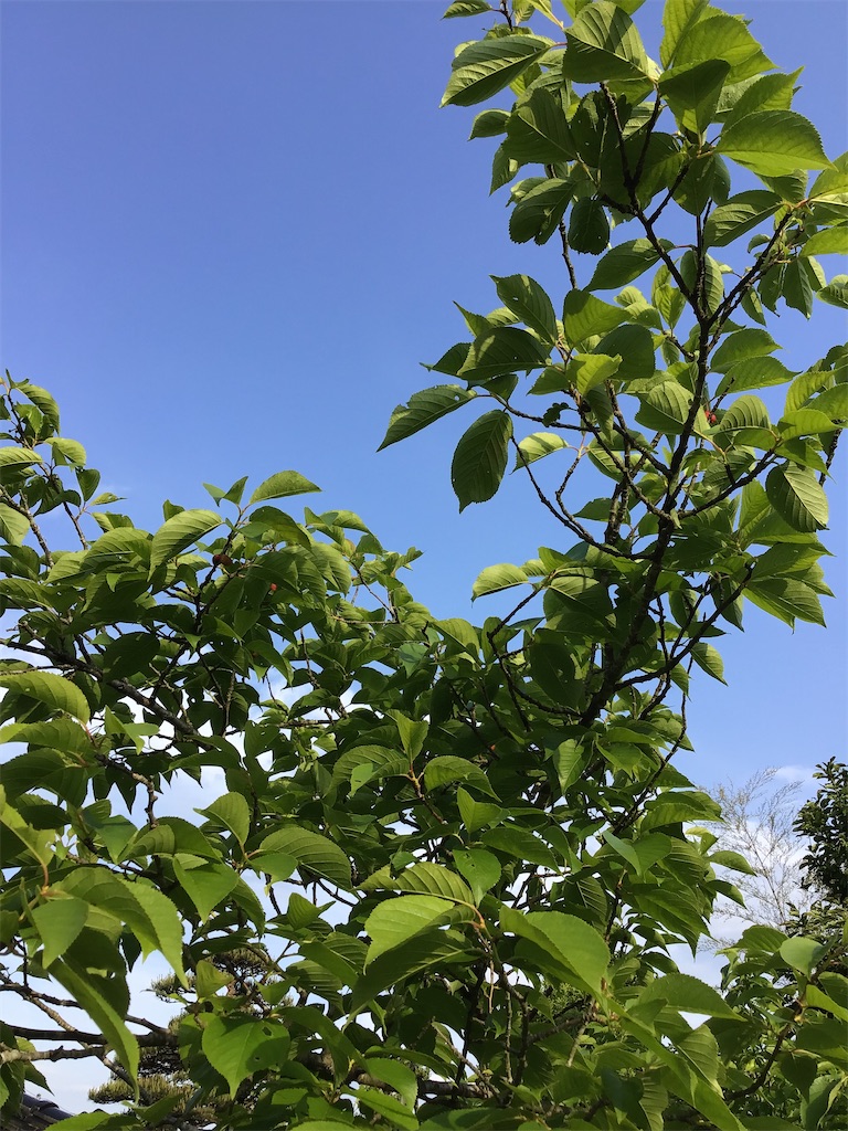 f:id:g3org3:20220516202314j:image