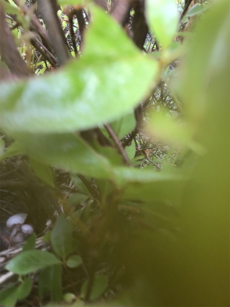 f:id:g3org3:20220612224152j:image