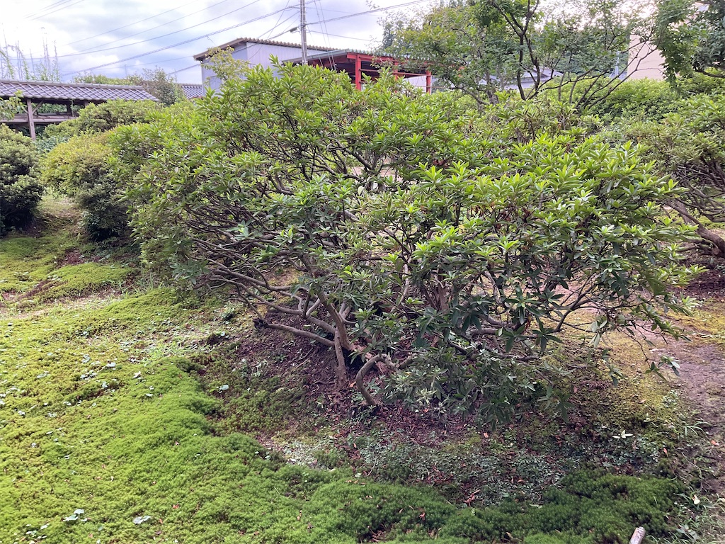 f:id:g3org3:20230721205054j:image