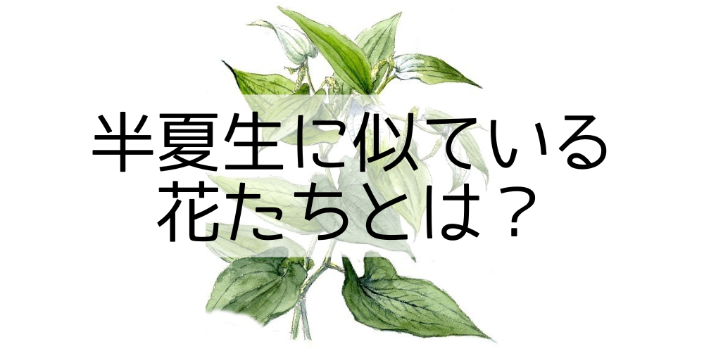 半夏生に似た美しい花たちをご紹介!育て方のポイントも解説 - ハードに過ごす