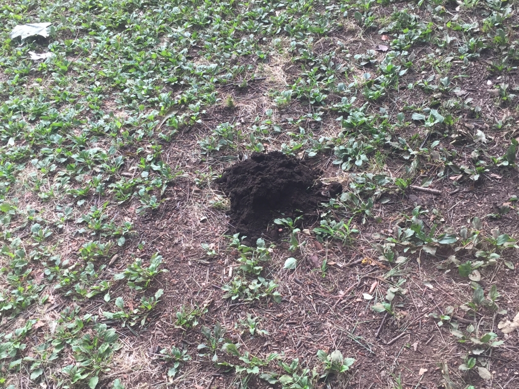 f:id:g913:20170722080155j:plain f:id:g913:20170722080155j:plain