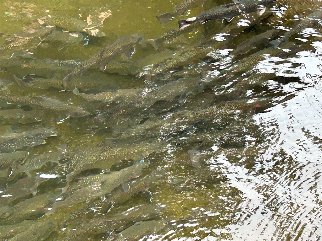 f:id:g913:20240714162933j:image f:id:g913:20240714162933j:image