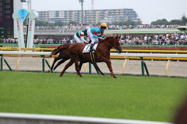 アーモンドアイ たてがみ 61tHkwe8iEL._UF350,350_QL80_.jpg