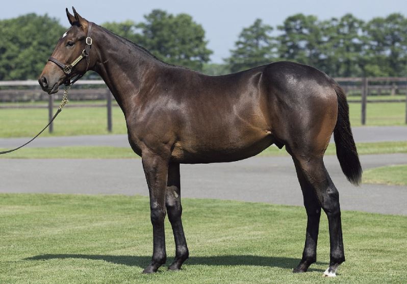 キャロットクラブ2020年募集に向けて⑤(ロードカナロア産駒・牡馬編