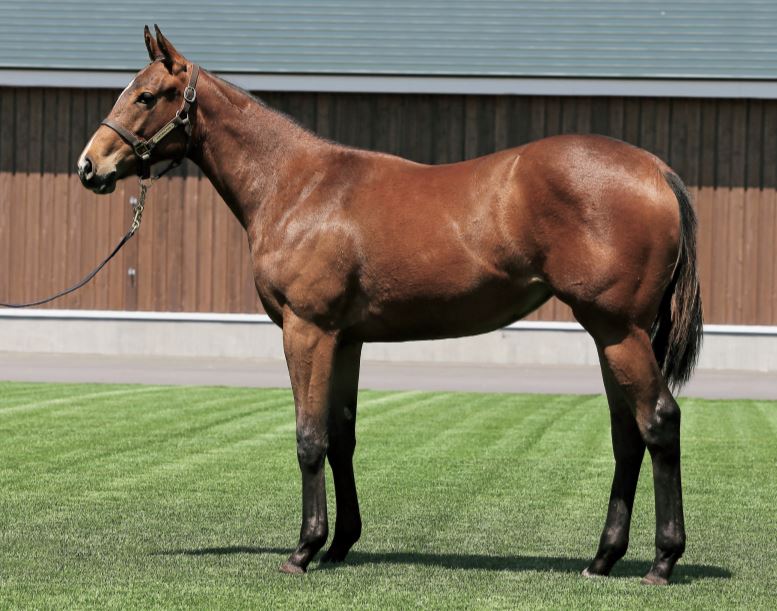 ロードカナロア産駒の牝馬について - がーひーの一口馬主アカウンティング