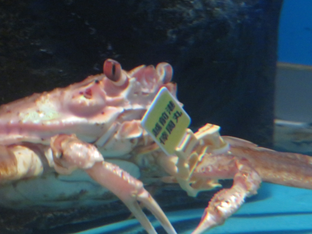 k3で人食い蟹に襲われた🦀😭 - がばがばbikeとかブログ〘シーズン3〙