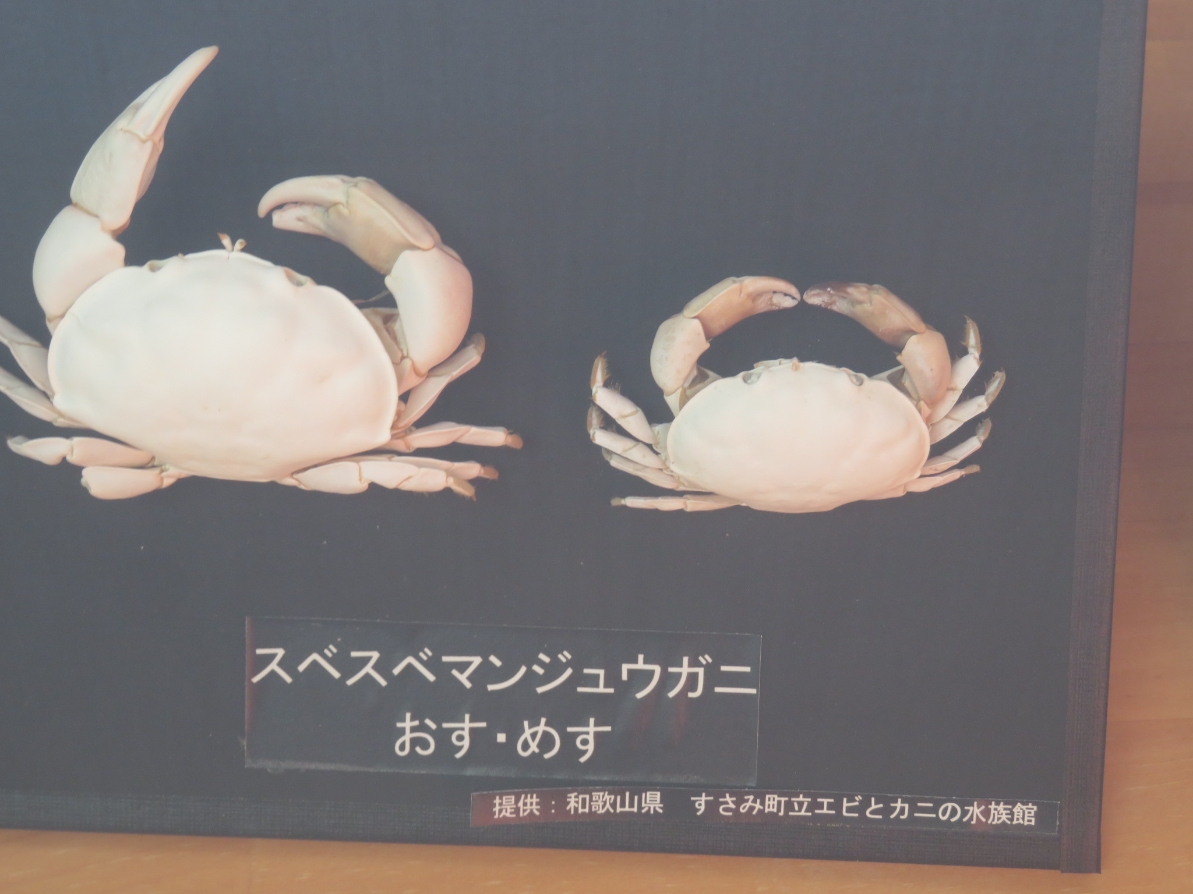 k3で人食い蟹に襲われた🦀😭 - がばがばbikeとかブログ〘シーズン3〙