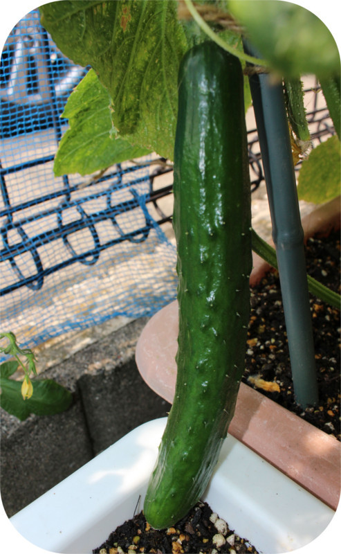 f:id:gabo1322:20170624090106j:image:w440 f:id:gabo1322:20170624090106j:image:w440