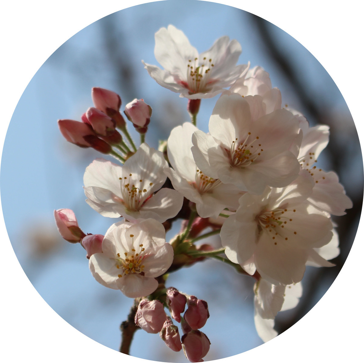 f:id:gabo1322:20190407133350j:plain f:id:gabo1322:20190407133350j:plain