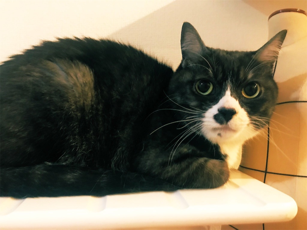 f:id:gachahori:20190430162535j:image f:id:gachahori:20190430162535j:image