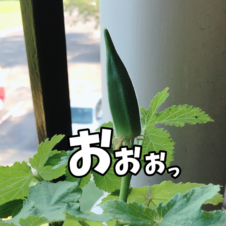 f:id:gacham:20190814122015j:plain