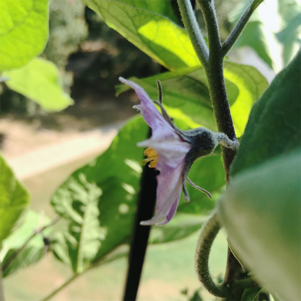 f:id:gacham:20190908232501j:image f:id:gacham:20190908232501j:image