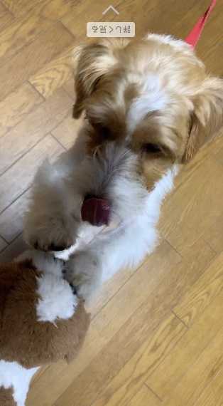 f:id:gachapi--n:20190905135958j:plain