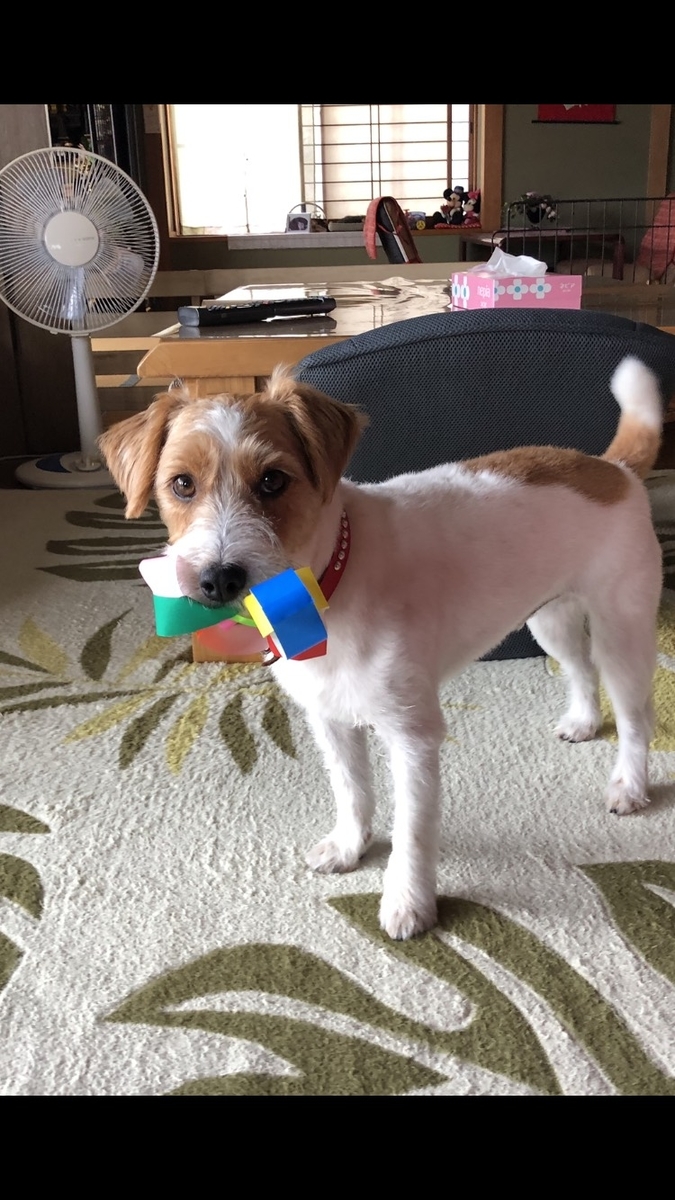 f:id:gachapi--n:20210703144053j:plain