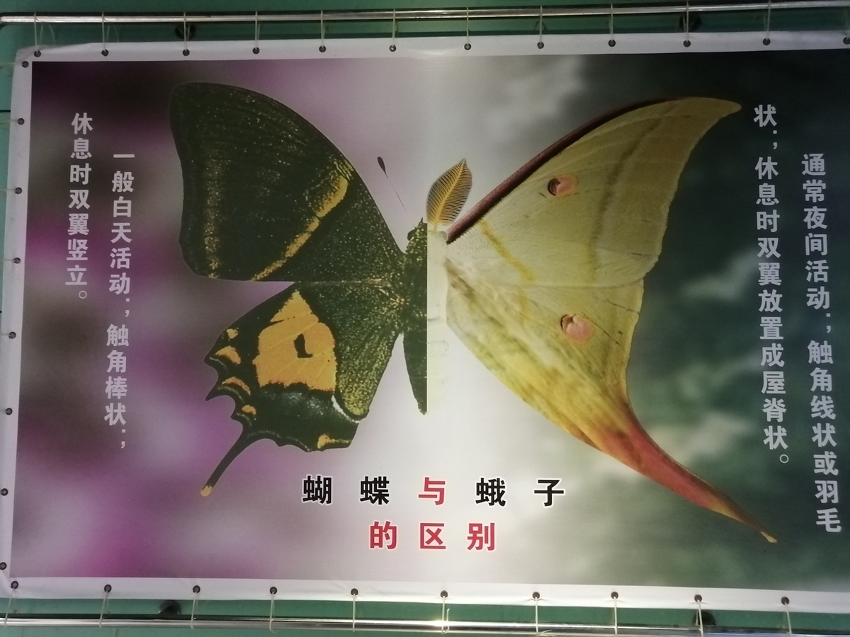f:id:gacho_shanghai:20211014183747j:plain