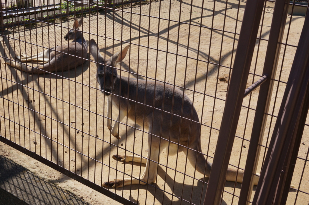 f:id:gadgerepo:20161014003400j:plain:w640