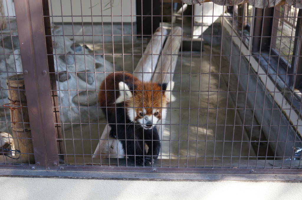 f:id:gadgerepo:20161014003624j:plain:w640