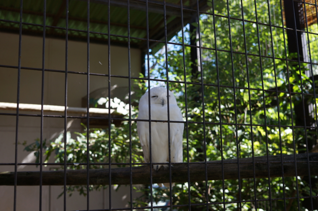 f:id:gadgerepo:20161014003750j:plain:w640