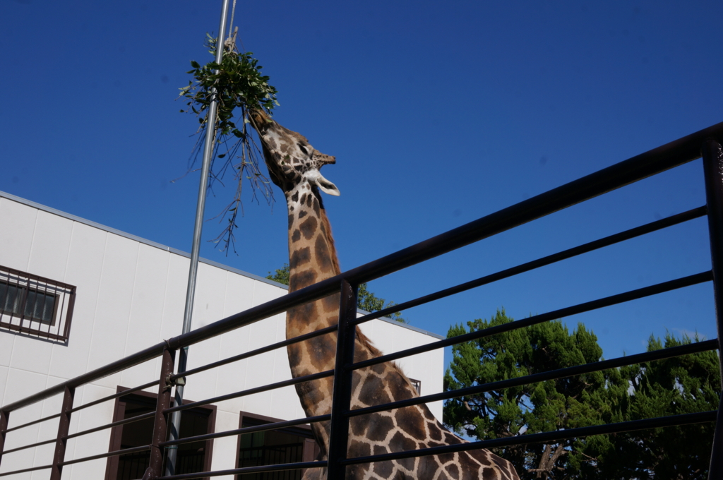 f:id:gadgerepo:20161014003902j:plain:w640